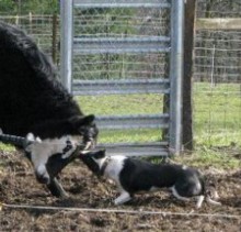 When the going gets tough, cowdogs are tougher!