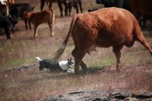 gathering cattle