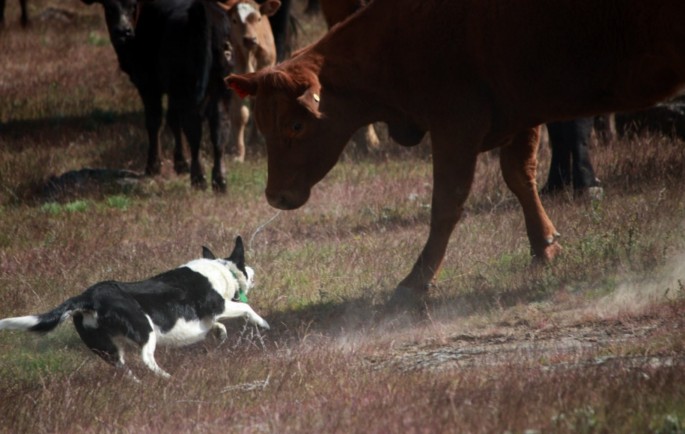 Working Cowdog