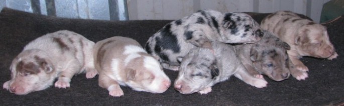 Hanging Tree Cowdog pup litter