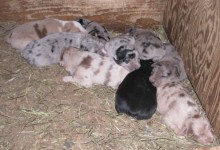 Hanging Tree Cowdog litter