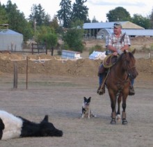 roping stray calf