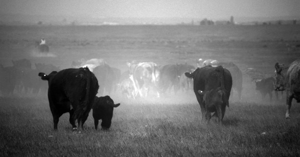 Cattle walking away