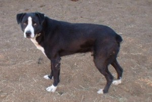 An example of a good Hangin' Tree Cowdog