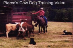 Pierce's Cow Dog Training Video