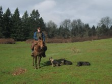 Cowdogs working in the field