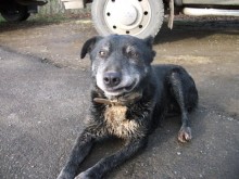 Happy Cowdog - even after a hard day!