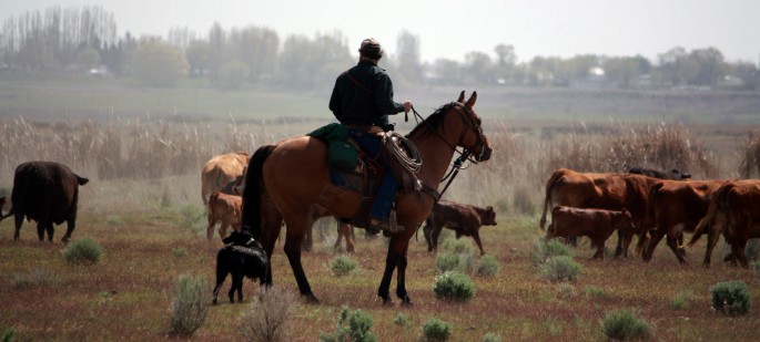 Marvin Pierce on his horse badger and Hangin' Tree Cowdog working cattle