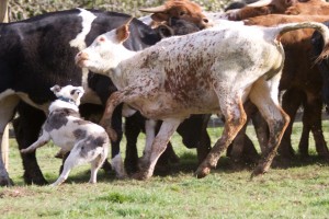 Hanging Tree Cowdog working the head