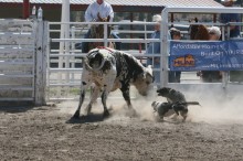 working bucking bulls