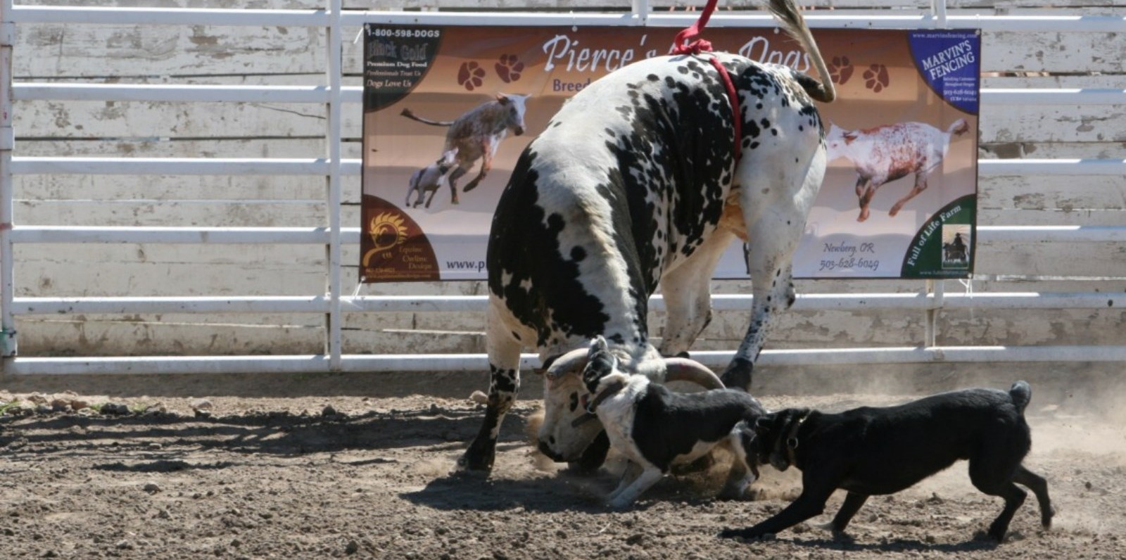 catahoula working cattle