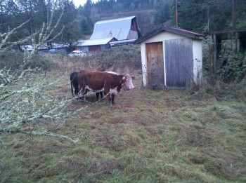 Loose cows on Highway