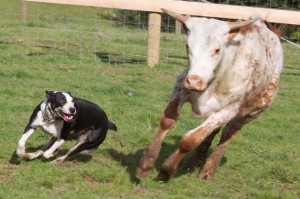 Cow Dog heading cattle