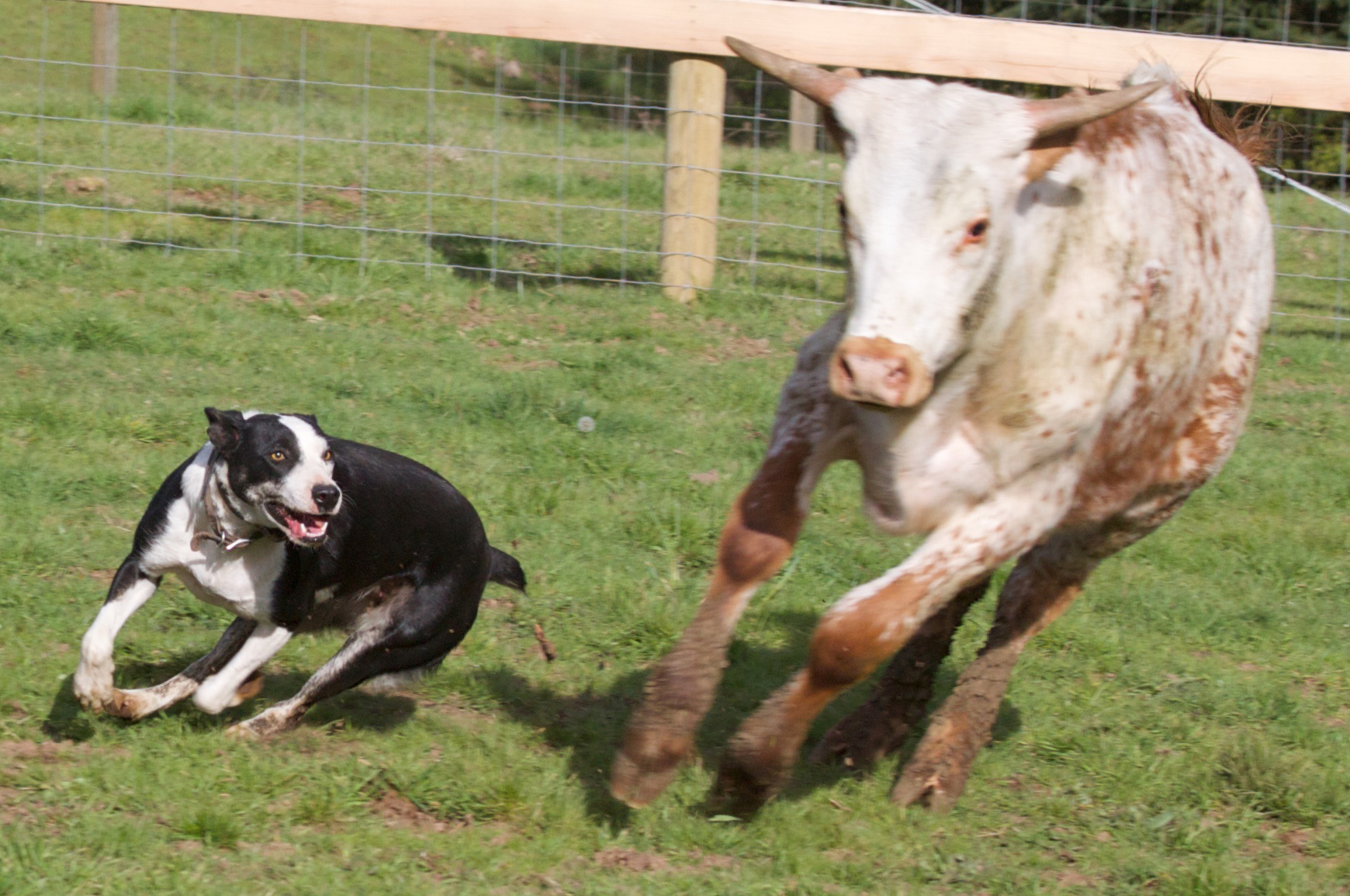 cow dog training