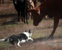 Cow Dog Heading Cow - Washington