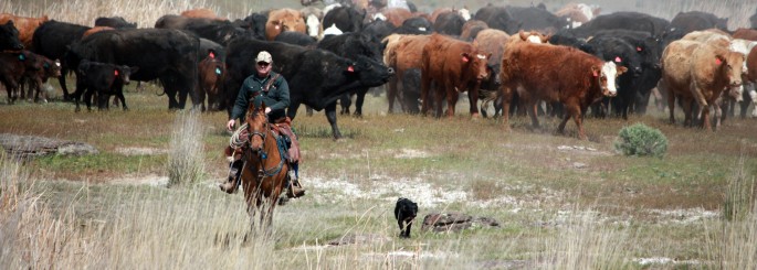 Marvin Pierce and Tyson gathering cattle - Othello, WA