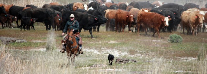 Marvin Pierce and Tyson gathering cattle - Othello, WA
