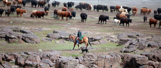 Gathering Cattle