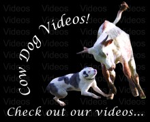 Cow Dog Videos