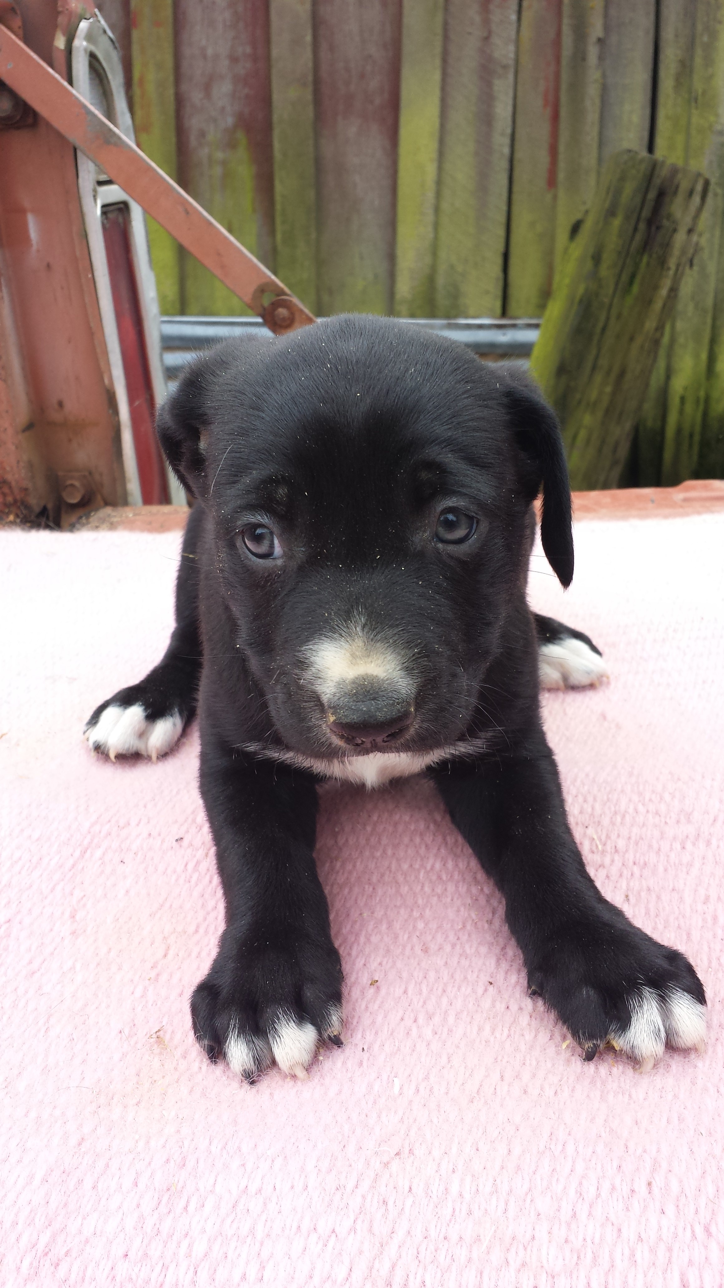 Hanging Tree Cow Dog Sales, Services And Training Pups