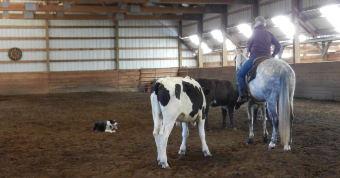 Clinic Participant working her dog on cattle at a Pierce's Cow Dog & Obedience Clinic 