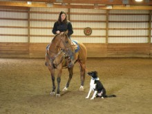 cowdog training clinic